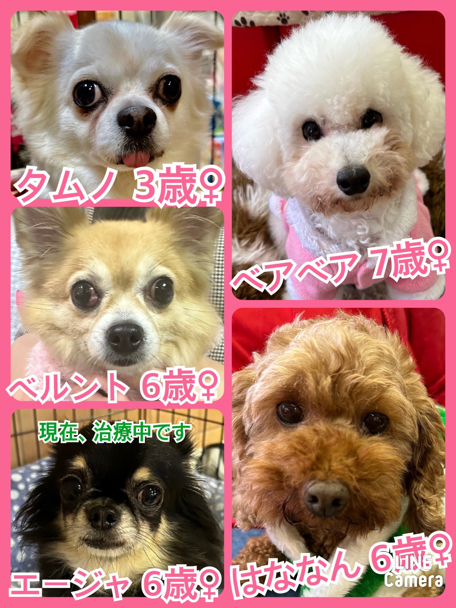 🐾今日の里親様募集中ワンコ🐶メンバーです🐾2023,12,31【保護犬カフェ天神橋店】